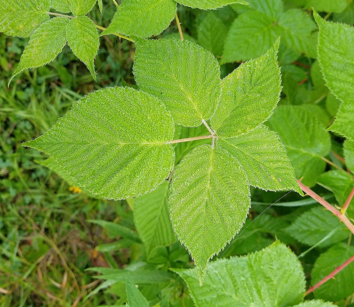 Rubus allegheniensis Rubus allegheniensis Allegheny blackberry,Geotagged,Rubus allegheniensis,Summer,United States