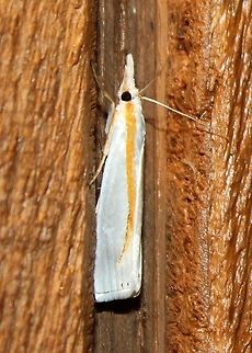 Crambus girardellus Crambus girardellus Crambus girardellus,Geotagged,Summer,United States