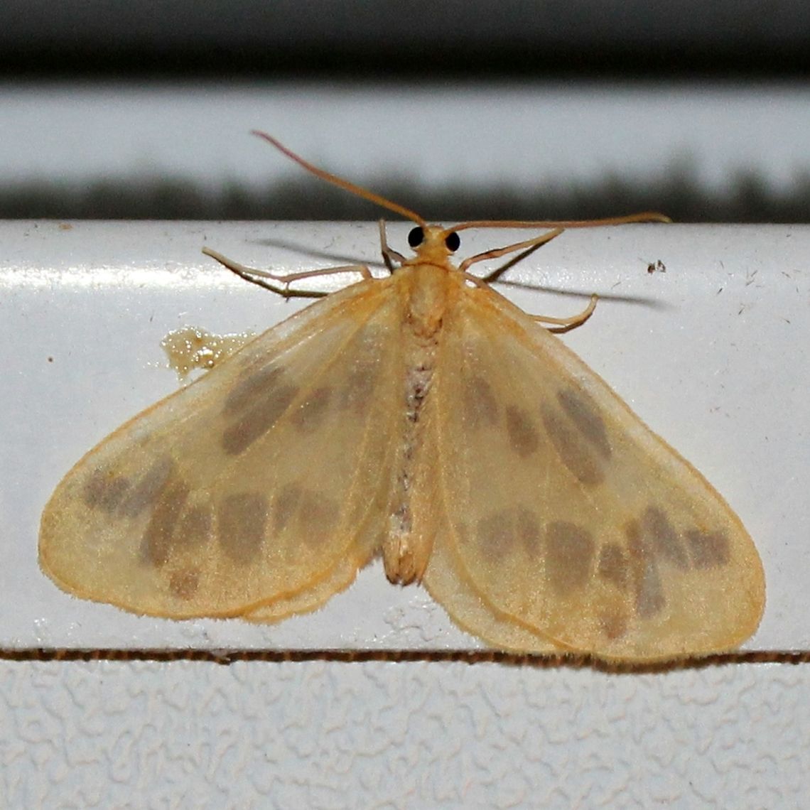 Eubaphe mendica Eubaphe mendica Eubaphe mendica,Geotagged,Summer,United States