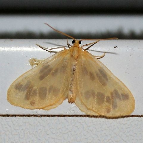 Eubaphe mendica Eubaphe mendica Eubaphe mendica,Geotagged,Summer,United States