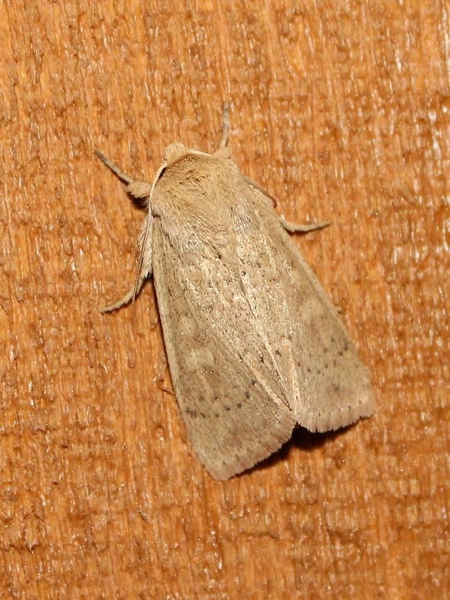 Leucania pseudargyria Leucania pseudargyria Geotagged,Leucania pseudargyria,Summer,United States