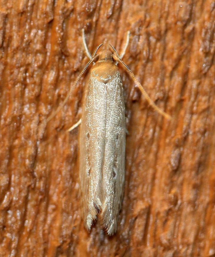 Limnaecia phragmitella Limnaecia phragmitella Geotagged,Limnaecia phragmitella,Shy Cosmet Moth,Summer,United States