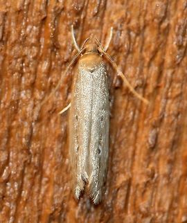 Limnaecia phragmitella Limnaecia phragmitella Geotagged,Limnaecia phragmitella,Shy Cosmet Moth,Summer,United States