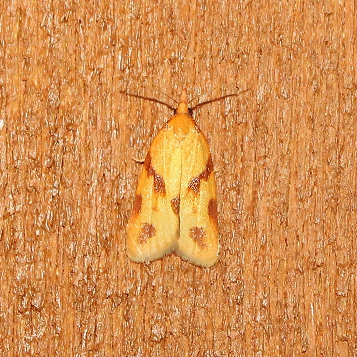 Sparganothis unifasciana Sparganothis unifasciana Geotagged,Sparganothis unifasciana,Summer,United States