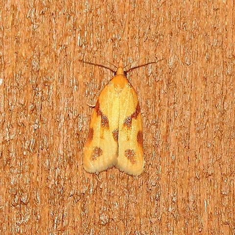 Sparganothis unifasciana Sparganothis unifasciana Geotagged,Sparganothis unifasciana,Summer,United States