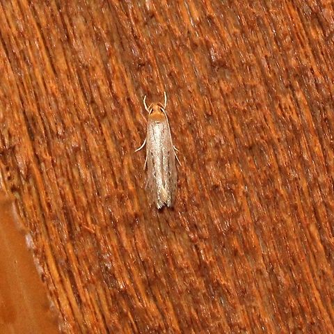 Limnaecia phragmitella Limnaecia phragmitella Geotagged,Limnaecia phragmitella,Shy Cosmet Moth,Summer,United States