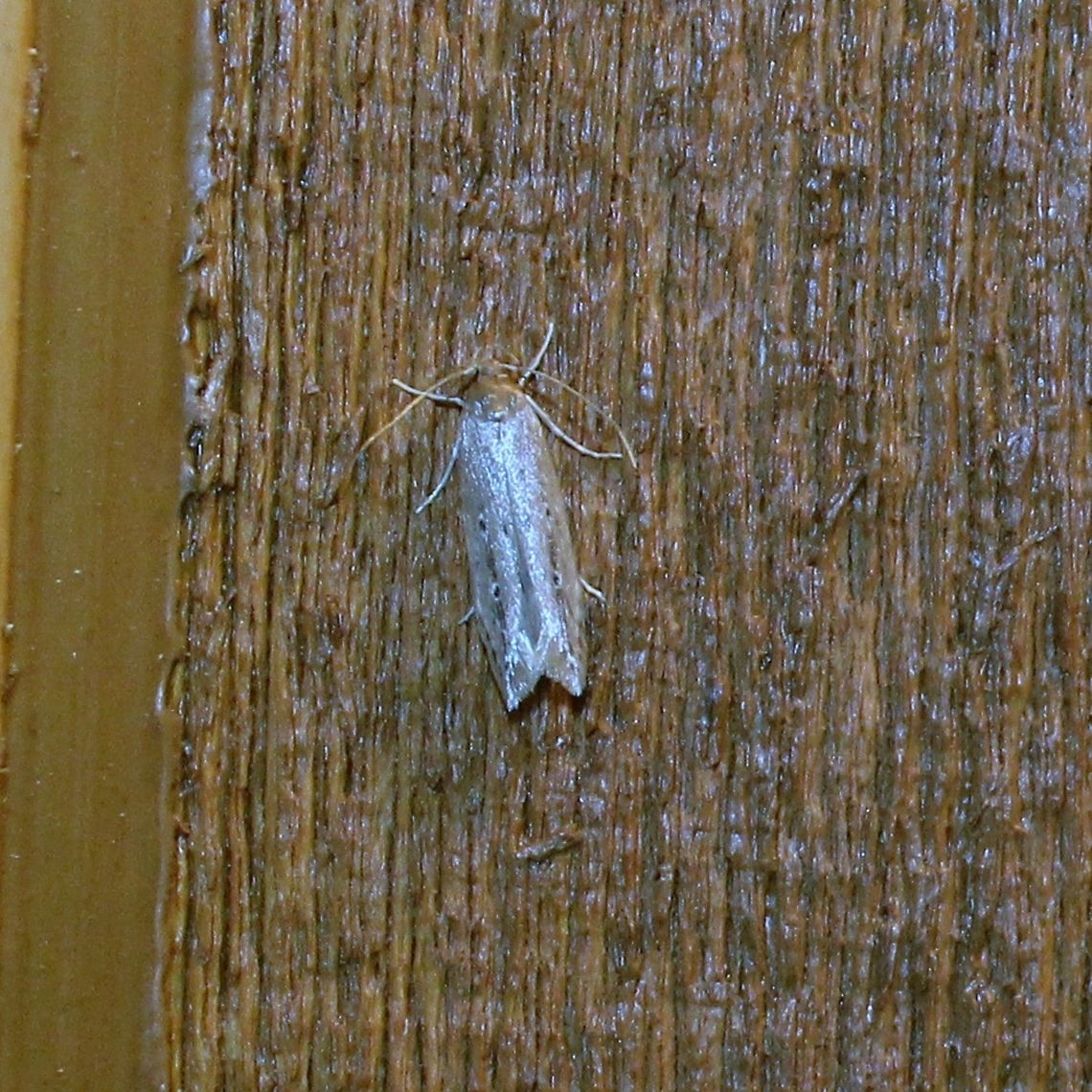 Limnaecia phragmitella Limnaecia phragmitella Geotagged,Limnaecia phragmitella,Shy Cosmet Moth,Summer,United States