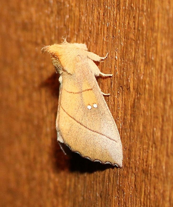 Nadata gibbosa Nadata gibbosa Geotagged,Nadata gibbosa,Rough prominent,Summer,United States