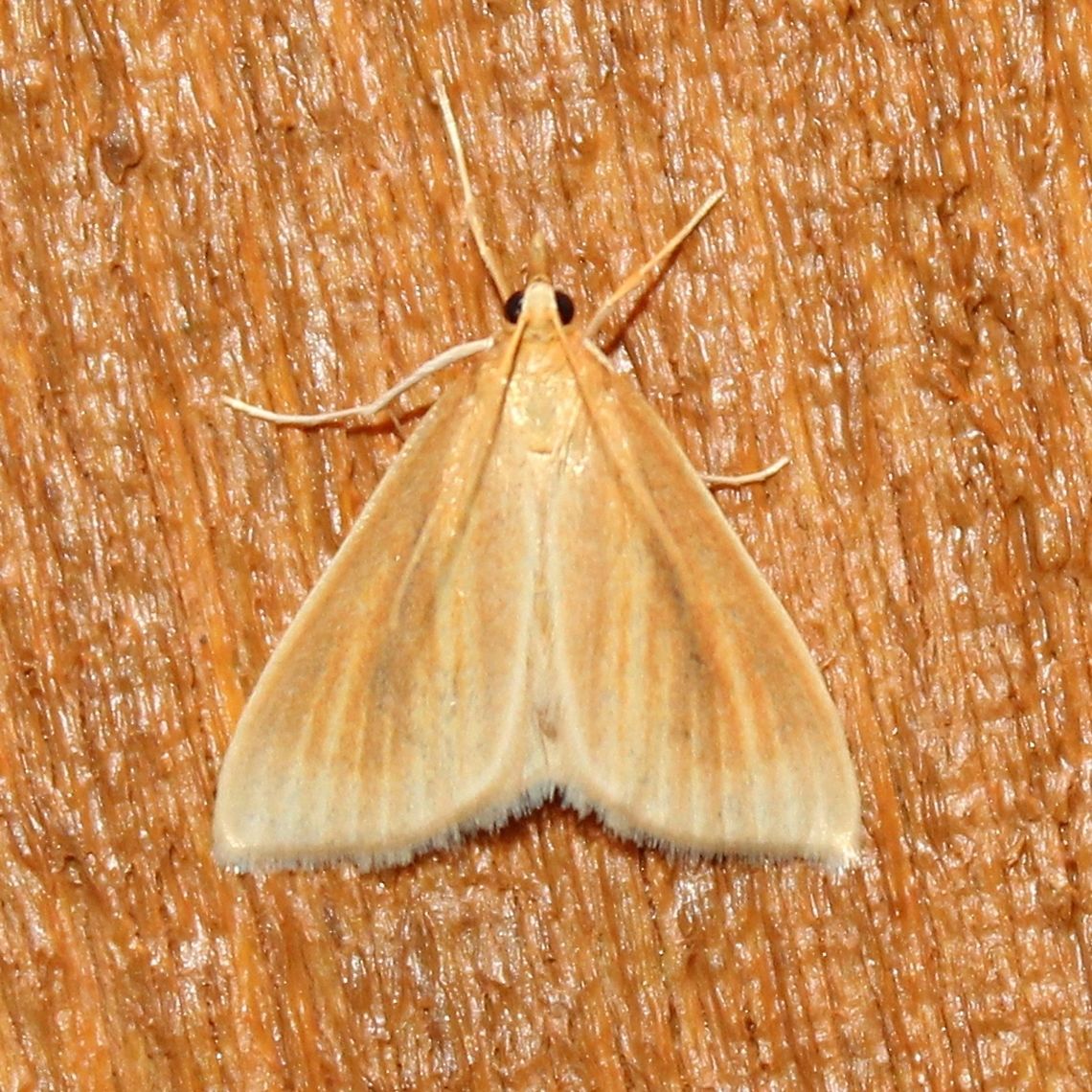 Nascia acutellus Nascia acutellus Geotagged,Nascia acutellus,Summer,United States