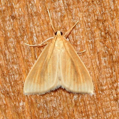 Nascia acutellus Nascia acutellus Geotagged,Nascia acutellus,Summer,United States