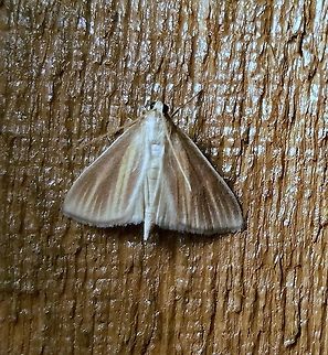 Nascia acutellus Nascia acutellus (Streaked Orange Moth) attracted by an incandescent porch light. Geotagged,Nascia accutellus,Nascia acutellus,Summer,United States,moth,moths,streaked orange moth