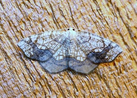 Nematocampa resistaria Nematocampa resistaria Geotagged,Horned spanworm moth,Nematocampa resistaria,Summer,United States