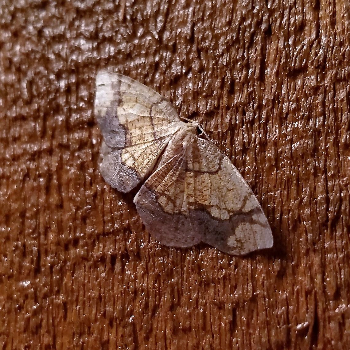 Nematocampa resistaria Nematocampa resistaria Geotagged,Horned spanworm moth,Nematocampa resistaria,Summer,United States