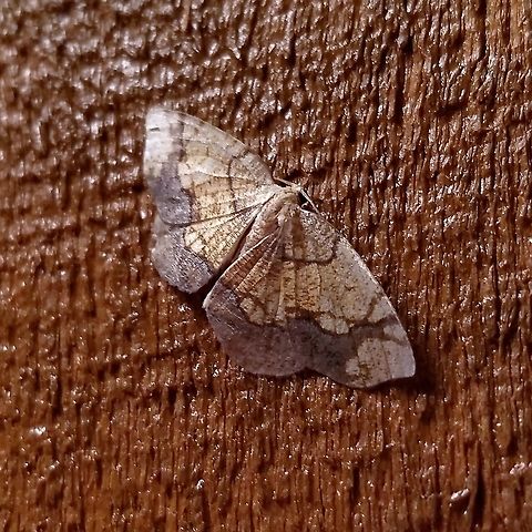 Nematocampa resistaria Nematocampa resistaria Geotagged,Horned spanworm moth,Nematocampa resistaria,Summer,United States