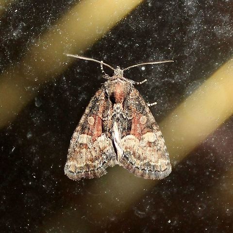 Neoligia subjuncta Neoligia subjuncta Geotagged,Neoligia subjuncta,Summer,United States