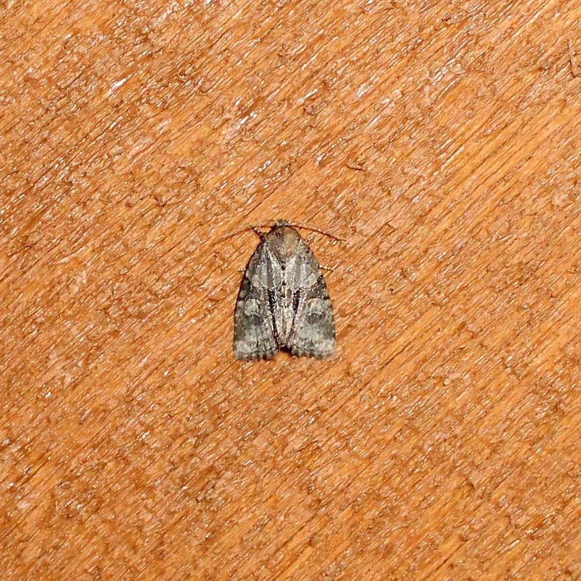 Neoligia exhausta Neoligia exhausta Geotagged,Neoligia exhausta,Summer,United States