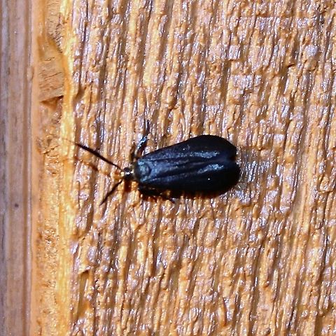 Dichomeris nonstrigella Dichomeris nonstrigella Dichomeris,Dichomeris nonstrigella,Geotagged,Summer,United States