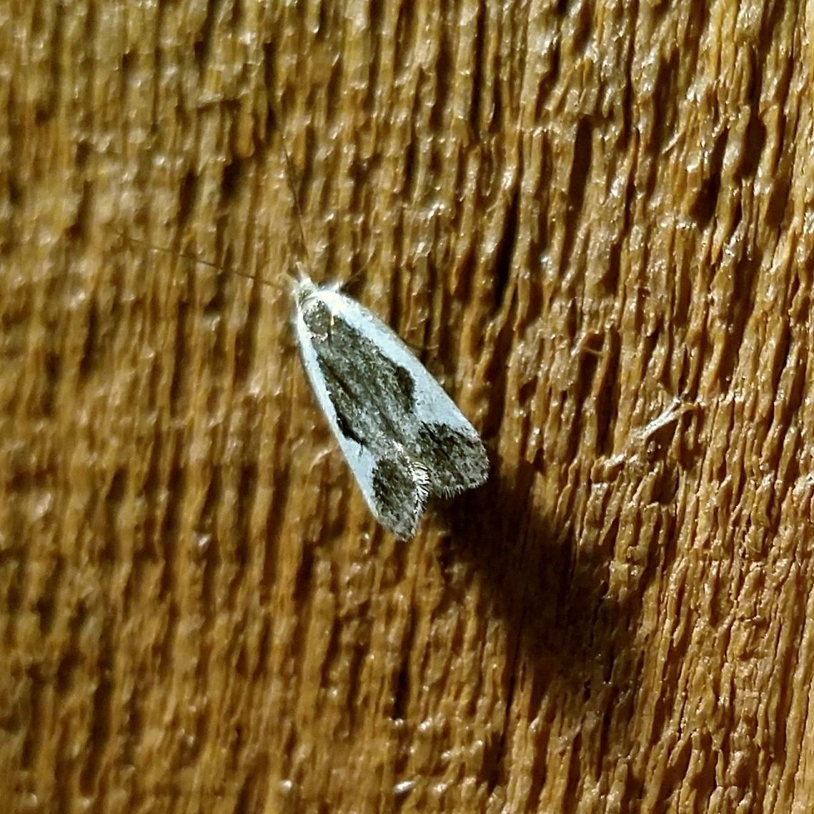 Dichomeris fistuca Dichomeris fistuca Dichomeris,Dichomeris fistuca,Geotagged,Summer,United States