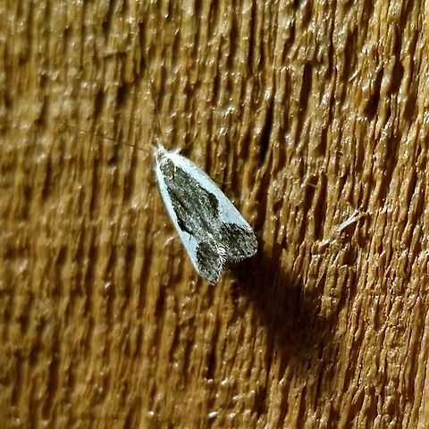 Dichomeris fistuca Dichomeris fistuca Dichomeris,Dichomeris fistuca,Geotagged,Summer,United States