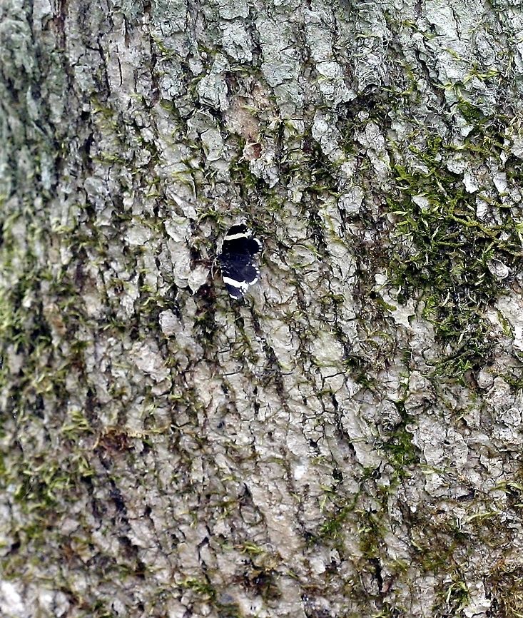 Trichodezia albovittata Trichodezia albovittata (White-striped Black Moth) seen flying low to ground in black ash swamp. Larval host plant (Impatiens capensis) is somewhat common in here. Geotagged,Spring,Trichodezia albovittata,United States