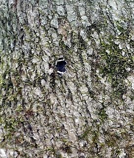 Trichodezia albovittata Trichodezia albovittata (White-striped Black Moth) seen flying low to ground in black ash swamp. Larval host plant (Impatiens capensis) is somewhat common in here. Geotagged,Spring,Trichodezia albovittata,United States