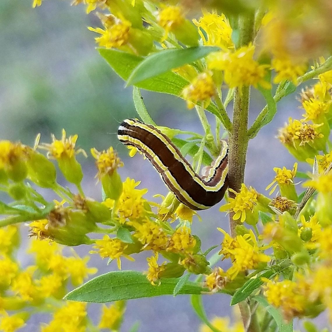 Trichordestra legitima Trichordestra legitima (Striped Garden Caterpillar) feeding on flowers of Tall Goldenrod (Solidago altissima) growing in an old hayfield. Geotagged,Minnesota,Solidago altissima,Striped Garden Caterpillar,Summer,Trichordestra legitima,United States