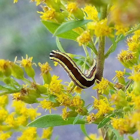 Trichordestra legitima Trichordestra legitima (Striped Garden Caterpillar) feeding on flowers of Tall Goldenrod (Solidago altissima) growing in an old hayfield. Geotagged,Minnesota,Solidago altissima,Striped Garden Caterpillar,Summer,Trichordestra legitima,United States
