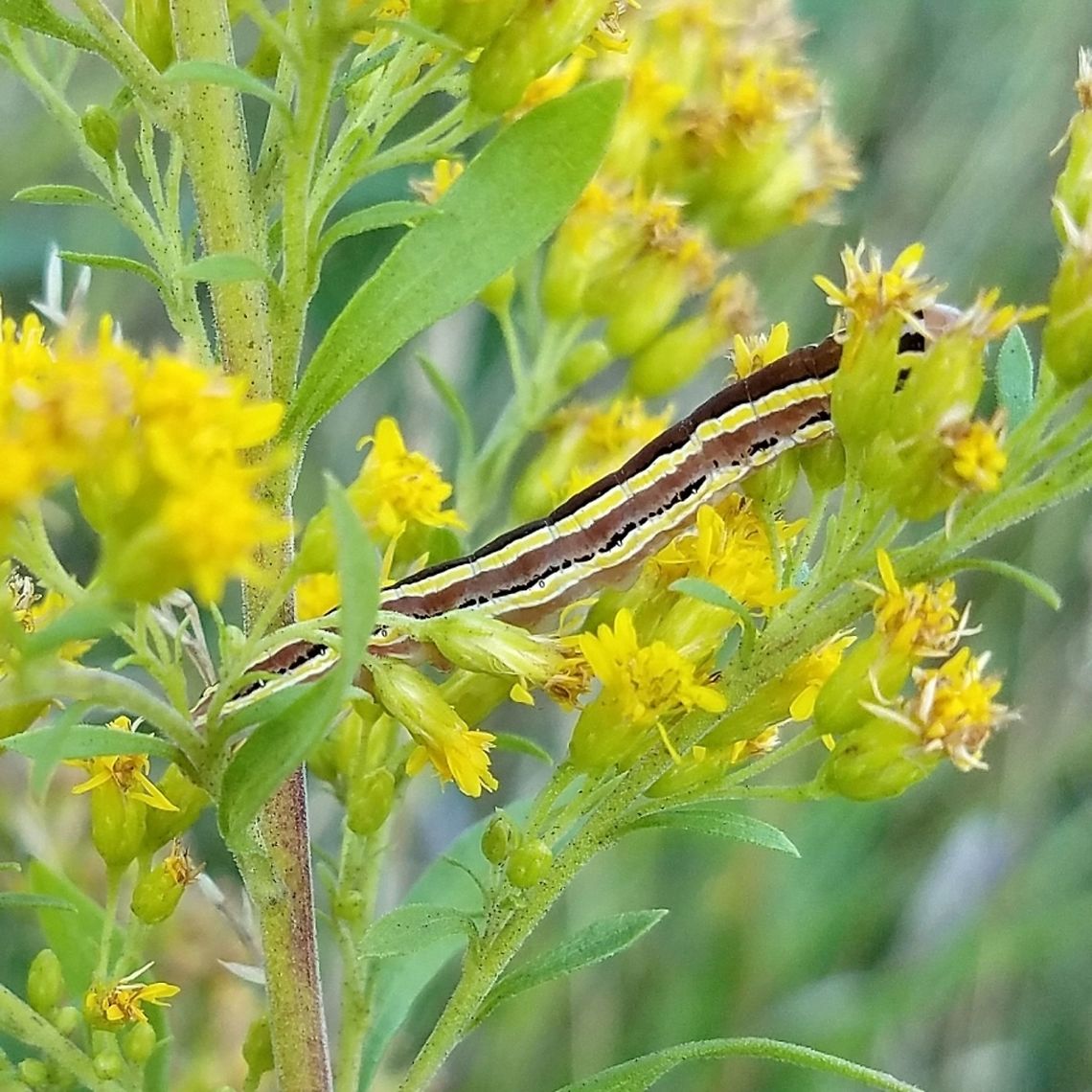 Trichordestra legitima Trichordestra legitima (Striped Garden Caterpillar) feeding on flowers of Tall Goldenrod (Solidago altissima) growing in an old hayfield. Geotagged,Solidago altissima,Striped Garden Caterpillar,Summer,Trichordestra legitima,United States
