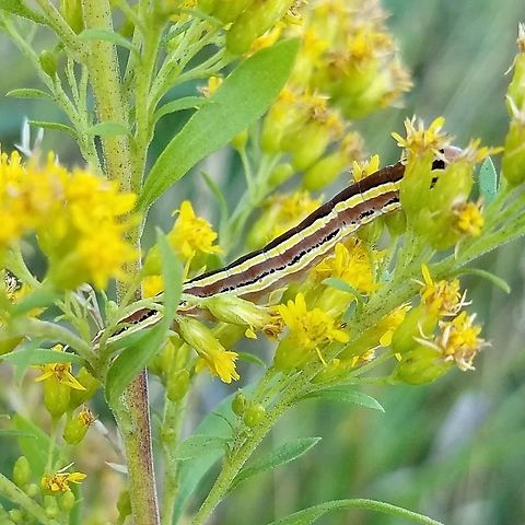 Trichordestra legitima Trichordestra legitima (Striped Garden Caterpillar) feeding on flowers of Tall Goldenrod (Solidago altissima) growing in an old hayfield. Geotagged,Solidago altissima,Striped Garden Caterpillar,Summer,Trichordestra legitima,United States