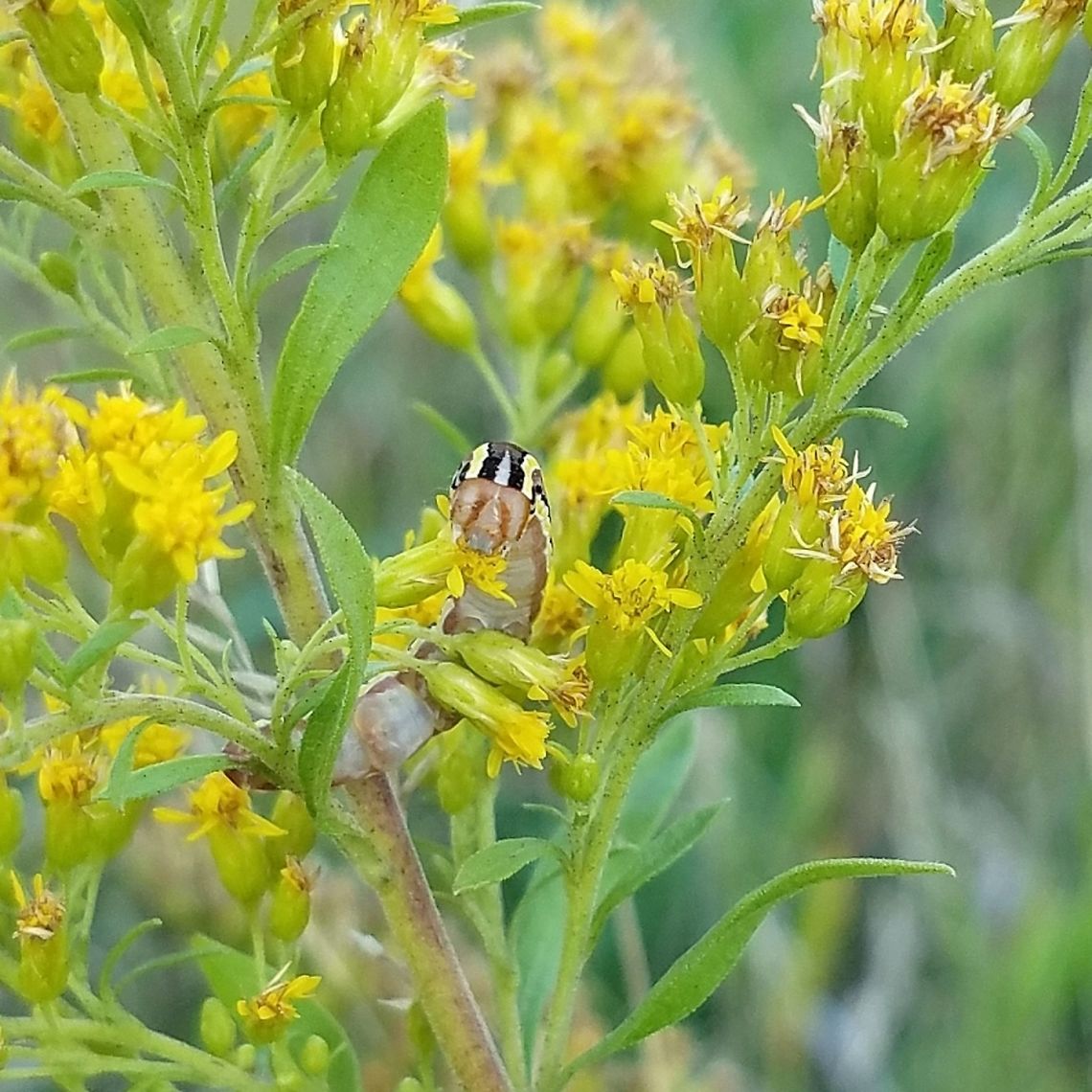 Trichordestra legitima Trichordestra legitima (Striped Garden Caterpillar) feeding on flowers of Tall Goldenrod (Solidago altissima) growing in an old hayfield. Geotagged,Minnesota,Solidago altissima,Striped Garden Caterpillar,Summer,Trichordestra legitima,United States