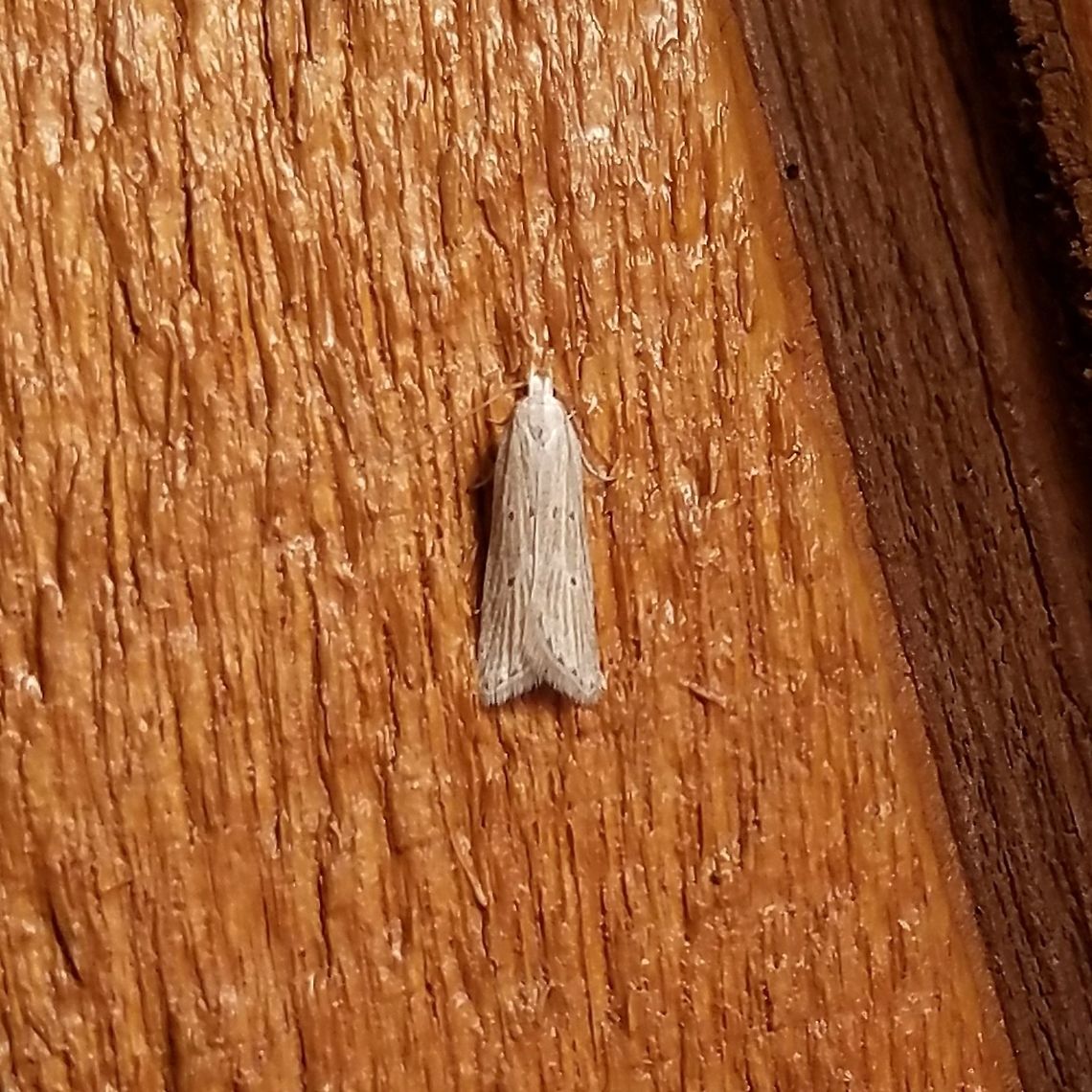 Helcystogramma melanocarpa Helcystogramma melanocarpa Geotagged,Helcystogramma,Helcystogramma melanocarpa,Minnesota,Spring,United States