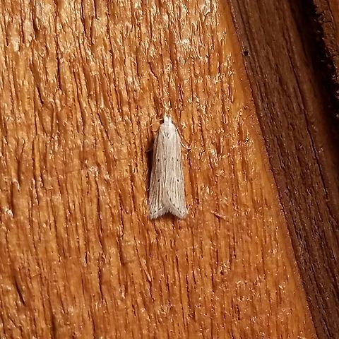 Helcystogramma melanocarpa Helcystogramma melanocarpa Geotagged,Helcystogramma,Helcystogramma melanocarpa,Minnesota,Spring,United States