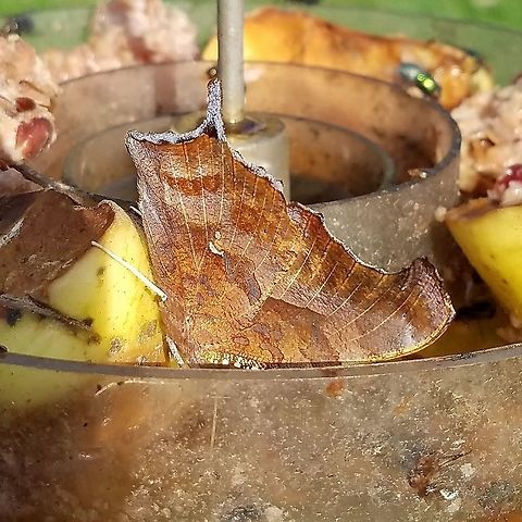 Polygonia interrogationis Polygonia interrogationis (Question Mark) feeding on a mixture of overripe apples, ale, and molasses. Fall,Geotagged,Polygonia interrogationis,Question Mark,United States