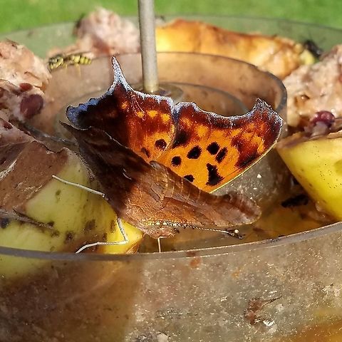 Polygonia interrogationis Polygonia interrogationis (Question Mark) feeding on a mixture of overripe apples, ale, and molasses. Fall,Geotagged,Polygonia interrogationis,Question Mark,United States