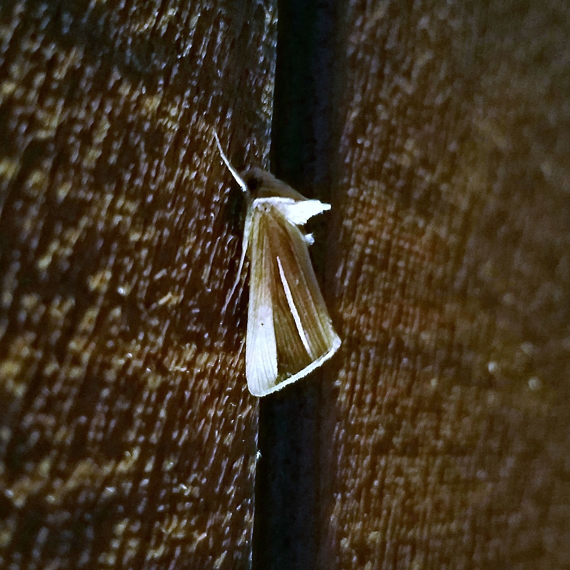 Plusia venusta Plusia venusta Geotagged,Minnesota,Plusia venusta,Summer,United States