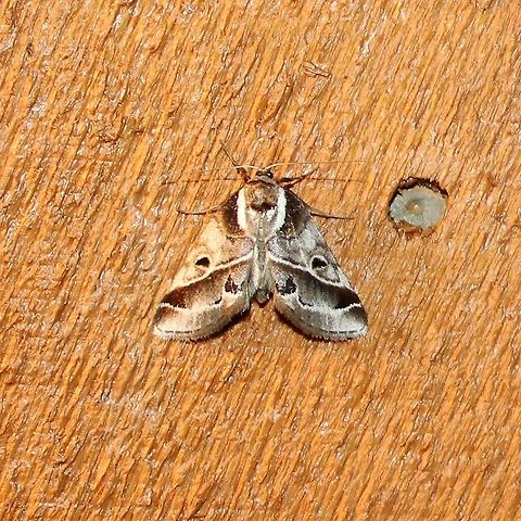 Baileya doubledayi Baileya doubledayi Baileya doubledayi,Geotagged,Summer,United States