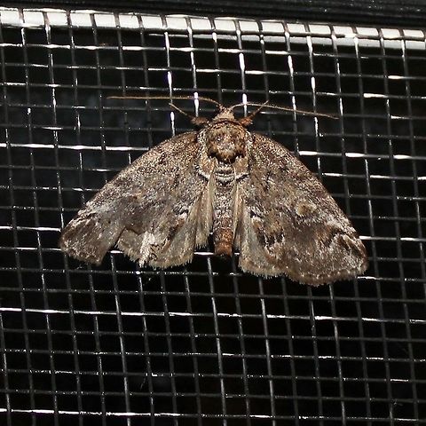 Baileya ophthalmica Baileya ophthalmica Baileya ophthalmica,Geotagged,Spring,United States