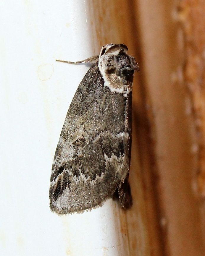 Baileya ophthalmica Baileya ophthalmica Baileya ophthalmica,Geotagged,Spring,United States