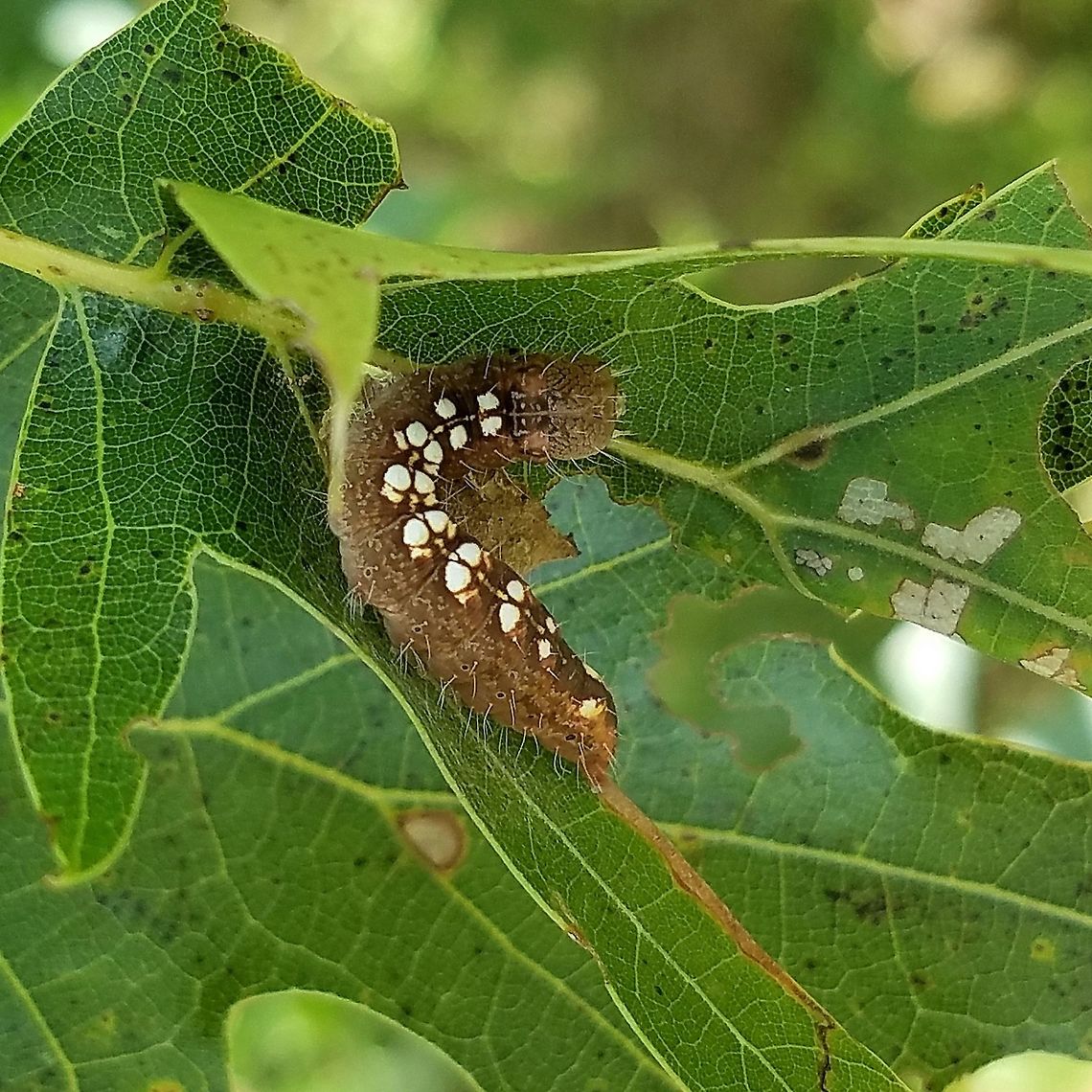 Acronicta increta Acronicta increta (Raspberry Bud Dagger Moth) larva on Red Oak (Quercus rubra) growing in a clump of trees in an abandoned hayfield. Acronicta increta,Geotagged,Raspberry bud dagger moth,Summer,United States,Wisconsin