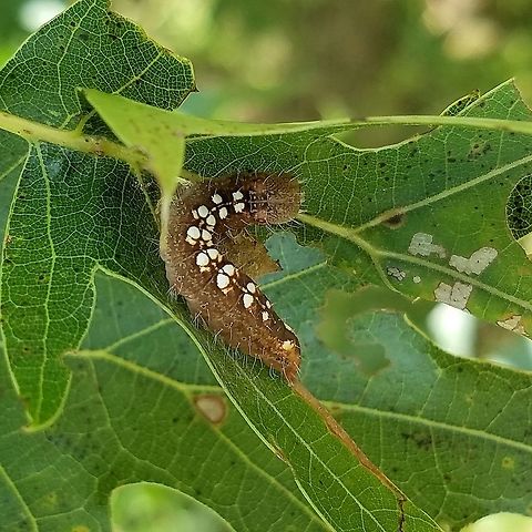 Acronicta increta Acronicta increta (Raspberry Bud Dagger Moth) larva on Red Oak (Quercus rubra) growing in a clump of trees in an abandoned hayfield. Acronicta increta,Geotagged,Raspberry bud dagger moth,Summer,United States,Wisconsin