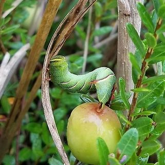 Sphinx poecila Sphinx poecila (Northern Heath Sphinx) larva in a previously cultivated cranberry bog. The larva is on a Cranberry (Vaccinium macrocarpon) plant but other potential host plants in the bog include Steelebush (Spiraea tomentosa), Meadowsweet (Spiraea alba), and Tamarack (Larix laricina). Geotagged,Northern Heath Sphinx,Poecila sphinx,Sphinx poecila,Summer,United States,Wisconsin