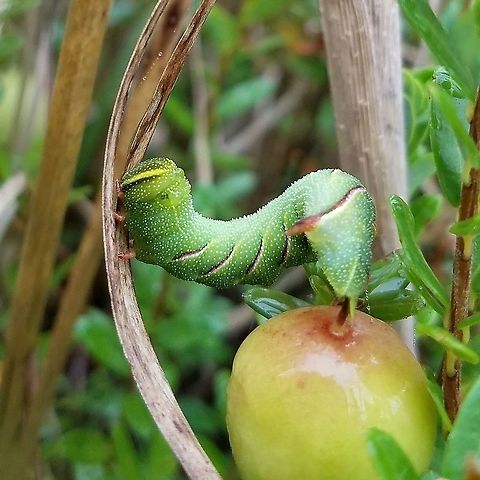 Sphinx poecila Sphinx poecila (Northern Heath Sphinx) larva in a previously cultivated cranberry bog. The larva is on a Cranberry (Vaccinium macrocarpon) plant but other potential host plants in the bog include Steelebush (Spiraea tomentosa), Meadowsweet (Spiraea alba), and Tamarack (Larix laricina). Geotagged,Northern Heath Sphinx,Poecila sphinx,Sphinx poecila,Summer,United States,Wisconsin