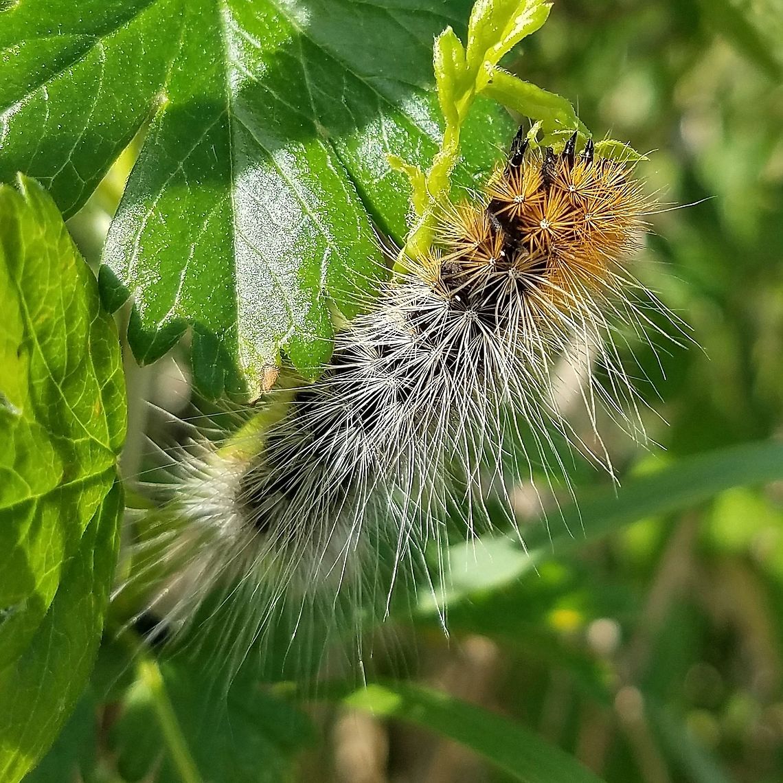 Arctia caja Arctia caja (Garden Tiger Moth) larva on Gooseberry (Ribes hirtellum) in a wetland. Arctia caja,Garden tiger moth,Geotagged,Ribes hirtellum,Spring,United States,Wisconsin,wetlands