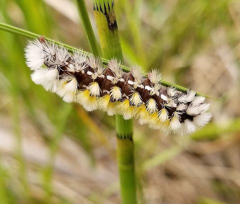 Ctenucha virginica larva Ctenucha virginica (Virginia Ctenucha) larva (pale form) in a wetland with host plants including Sedge (Carex lacustris and other species) and Wild Iris (Iris versicolor). Ctenucha virginica,Ctenucha virginica larva,Geotagged,Iris versicolor,Spring,United States,Virginia Ctenucha,Wisconsin,carex,sedge,wetlands
