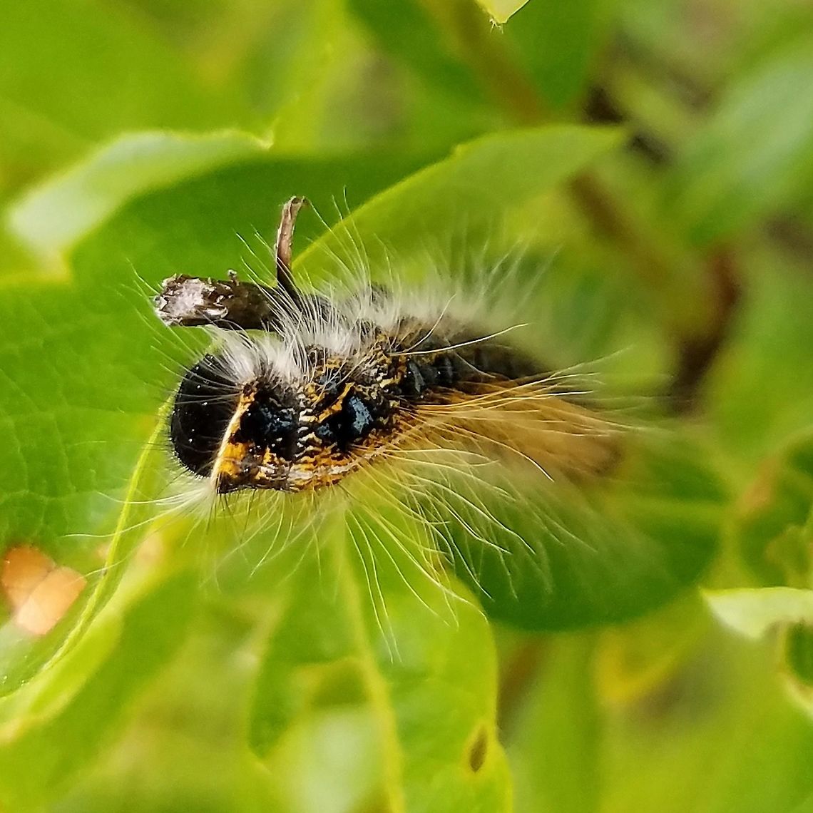 Malacosoma americanum Malacosoma americanum (Eastern Tent Caterpillar) larva on a Blueberry (Vaccinium angustifolium) but not eating. Probably fell from one of the overhead Quaking Aspen (Populus tremuloides) trees. Eastern tent caterpillar,Geotagged,Malacosoma americanum,Populus tremuloides,Spring,United States,Vaccinium angustifolium,Wisconsin