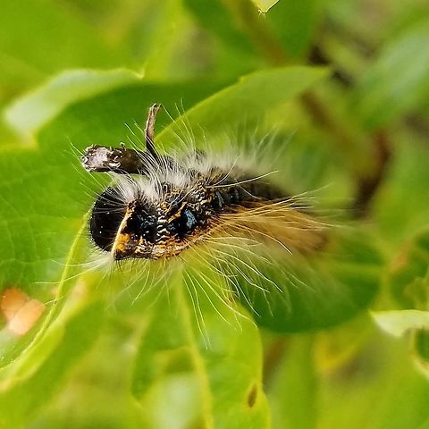 Malacosoma americanum Malacosoma americanum (Eastern Tent Caterpillar) larva on a Blueberry (Vaccinium angustifolium) but not eating. Probably fell from one of the overhead Quaking Aspen (Populus tremuloides) trees. Eastern tent caterpillar,Geotagged,Malacosoma americanum,Populus tremuloides,Spring,United States,Vaccinium angustifolium,Wisconsin