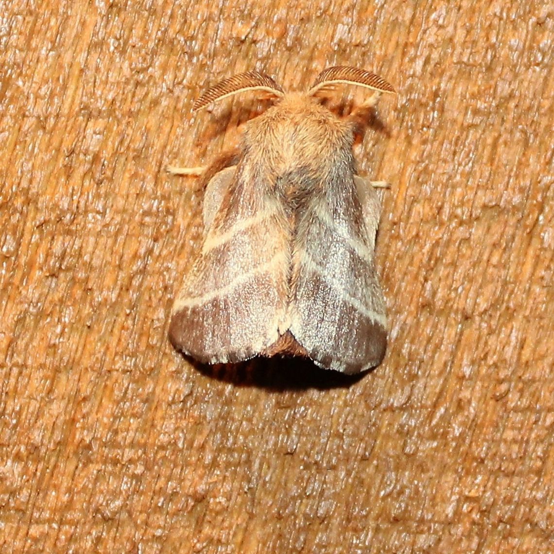 Malacosoma americanum Malacosoma americanum Eastern tent caterpillar,Geotagged,Malacosoma americanum,Summer,United States