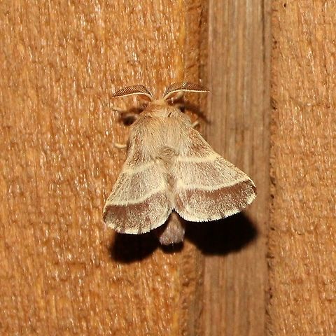 Malacosoma americanum Malacosoma americanum Eastern tent caterpillar,Geotagged,Malacosoma americanum,Summer,United States