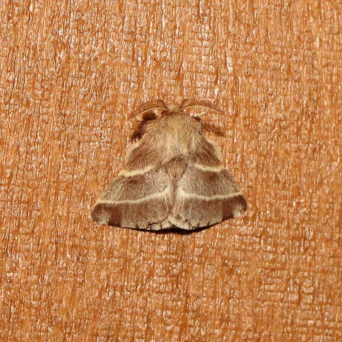 Malacosoma americanum Malacosoma americanum Eastern tent caterpillar,Geotagged,Malacosoma americanum,Summer,United States