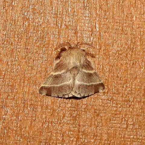 Malacosoma americanum Malacosoma americanum Eastern tent caterpillar,Geotagged,Malacosoma americanum,Summer,United States